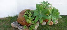 vetplant-in-gezellige-tuin