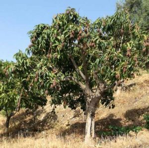 Andalusische mangoboom