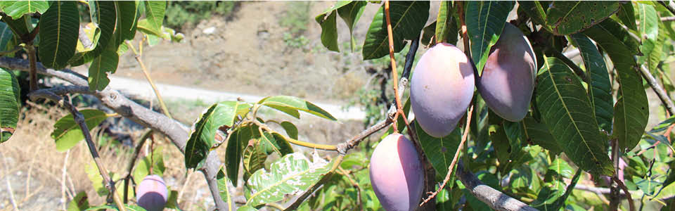 mangobomen bij het vakantiehuis