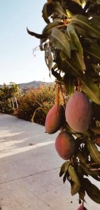 mango's bij het vakantiehuis