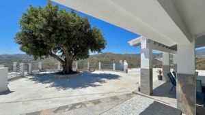 100-jarige algarrobo